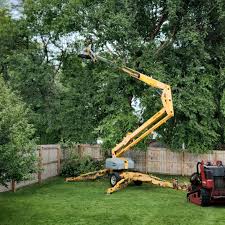  Mission Viejo, CA Tree Care Pros