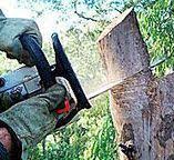 Best Tree Trimming and Pruning  in Mission Viejo, CA