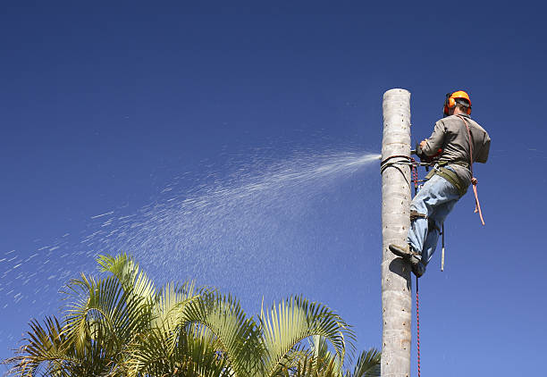 Mission Viejo, CA Tree Care Company