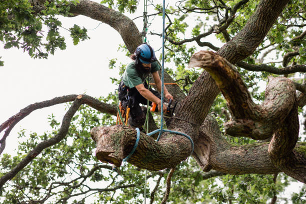 Leaf Removal in Mission Viejo, CA