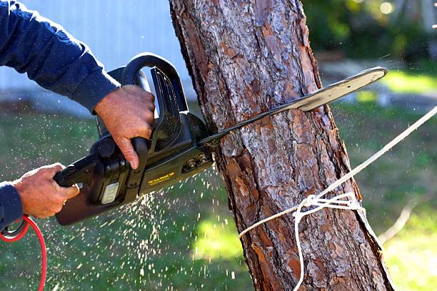 Best Tree and Shrub Care  in Mission Viejo, CA