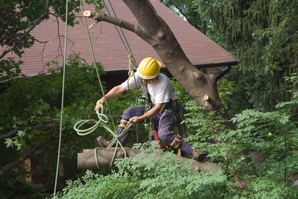 Mulching Services in Mission Viejo, CA