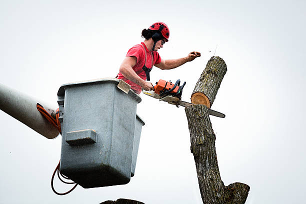 How Our Tree Care Process Works  in  Mission Viejo, CA