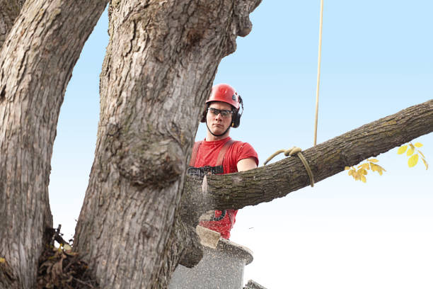 Best Aeration Services  in Mission Viejo, CA